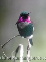 Hummingbird Garden Catalog: Gorgeted Woodstar